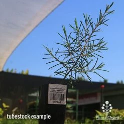 Chamelaucium Dancing Queen - Waxflower -Eco Garden Shop apo dancing queen tubestock