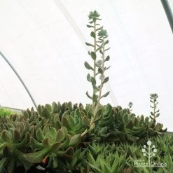 Echeveria Dark Vader - Succulent -Eco Garden Shop apo dark vader new shoots