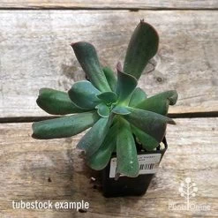 Echeveria Dark Vader - Succulent -Eco Garden Shop apo dark vader tubestock top
