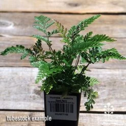 Humata - Rabbit's Foot Fern -Eco Garden Shop apo davallia humata fern