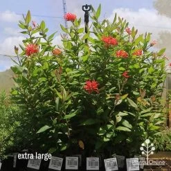 Grevillea Deua Flame -Eco Garden Shop apo deua flame dec large