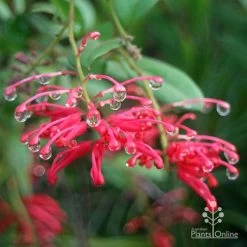 Grevillea Deua Flame -Eco Garden Shop apo deua flame dewdrops