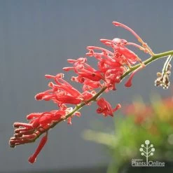 Grevillea Deua Flame -Eco Garden Shop apo deua flame flower