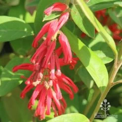 Grevillea Deua Flame -Eco Garden Shop apo deua flame flower cluster