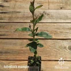 Grevillea Deua Flame -Eco Garden Shop apo deua flame tubestock tall