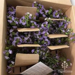 Scaevola Purple Fanfare - Fan Flower -Eco Garden Shop apo diana taylor scaevola unboxing