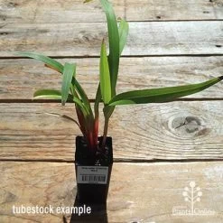 Dianella Cherry Red 18 Dianella Cherry Red -Eco Garden Shop apo dianella cherry red tubestock top