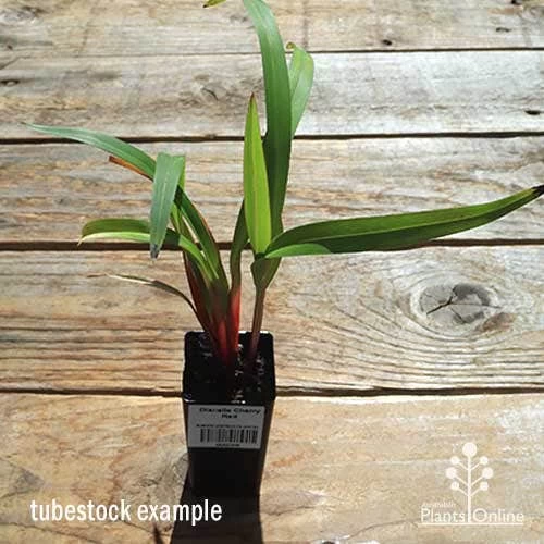 Dianella Cherry Red 8 Dianella Cherry Red - Image 8