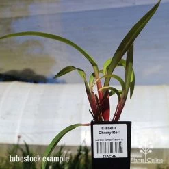 Dianella Cherry Red 14 Dianella Cherry Red -Eco Garden Shop apo dianella cherry red tubestock3