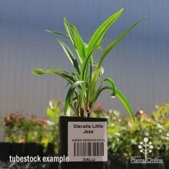 Dianella Little Jess -Eco Garden Shop apo dianella little jess tubestock