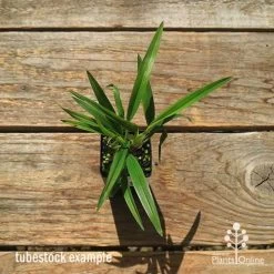 Dianella Little Jess -Eco Garden Shop apo dianella little jess tubestock top