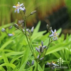 Dianella Petite Marie -Eco Garden Shop apo dianella petite marie flower stems