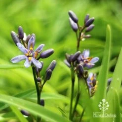 Dianella Petite Marie -Eco Garden Shop apo dianella petite marie flowers
