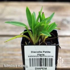 Dianella Petite Marie -Eco Garden Shop apo dianella petite marie tubestock