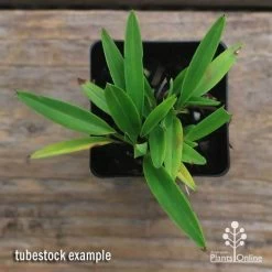 Dianella Petite Marie -Eco Garden Shop apo dianella petite marie tubestock top