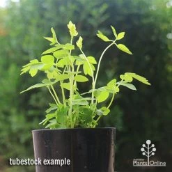 Dicentra Alba - Bleeding Heart - 75mm BIGGER Size -Eco Garden Shop apo dicentra alba tubestock