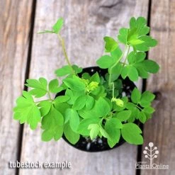 Dicentra Alba - Bleeding Heart - 75mm BIGGER Size -Eco Garden Shop apo dicentra alba tubestock top