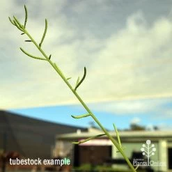 Peperomia Dolabriformis - Prayer Pepper - Succulent -Eco Garden Shop apo dolabriformis flowerspike