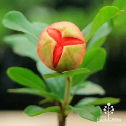 Pomegranate Double Orange -Eco Garden Shop apo double pomegranate bud