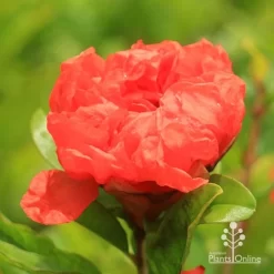 Pomegranate Double Orange -Eco Garden Shop apo double pomegranate flower opening