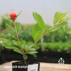 Pomegranate Double Orange -Eco Garden Shop apo double pomegranate tubestock