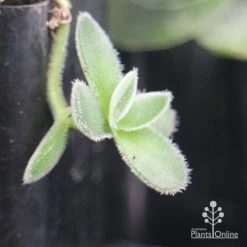Crassula Dubia - Succulent -Eco Garden Shop apo dubia fuzzy leaf
