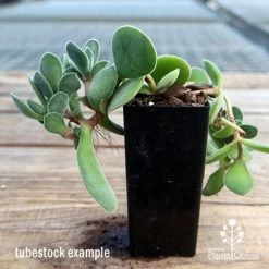 Crassula Dubia - Succulent -Eco Garden Shop apo dubia tubestock reverse