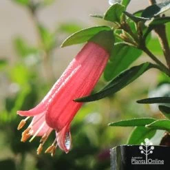 Correa Dusky Bells -Eco Garden Shop apo dusky bells correa flower raindrop