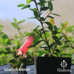 Correa Dusky Bells -Eco Garden Shop apo dusky bells correa flower tubestock