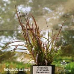 Pennisetum - Dwarf Purple Fountain Grass 9 Pennisetum - Dwarf Purple Fountain Grass -Eco Garden Shop apo dwarf pfg tubestock