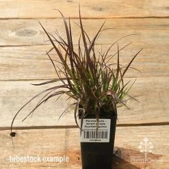 Pennisetum - Dwarf Purple Fountain Grass 12 Pennisetum - Dwarf Purple Fountain Grass -Eco Garden Shop apo dwarf pfg tubestock top