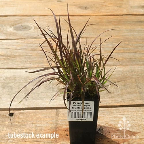 Pennisetum - Dwarf Purple Fountain Grass 6 Pennisetum - Dwarf Purple Fountain Grass - Image 6