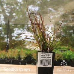 Pennisetum - Dwarf Purple Fountain Grass 11 Pennisetum - Dwarf Purple Fountain Grass -Eco Garden Shop apo dwarf pfg tubestock2