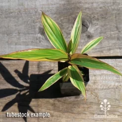 Cordyline Fruticosa Early Morning Diamond -Eco Garden Shop apo early morning diamond tubestock top