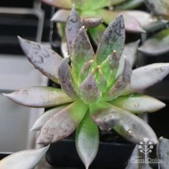 Echeveria Black Knight - Succulent