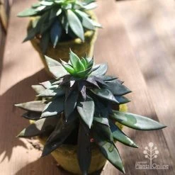 Echeveria Black Knight - Succulent 7 Echeveria Black Knight - Succulent -Eco Garden Shop apo echeveria black knight pair