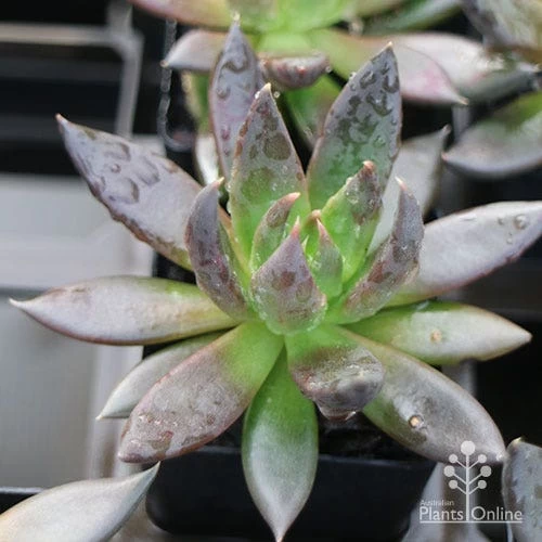 Echeveria Black Knight - Succulent 1 Echeveria Black Knight - Succulent