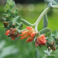 Echeveria Topsy Turvy - Succulent -Eco Garden Shop apo echeveria topsy turvy flowers