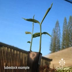 Zingiber - Edible Ginger -Eco Garden Shop apo edible ginger tubestock