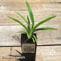 Dianella Emerald Fountain 11 Dianella Emerald Fountain -Eco Garden Shop apo emerald fountain dianella tubestock top