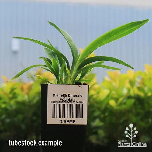 Dianella Emerald Fountain 2 Dianella Emerald Fountain - Image 2