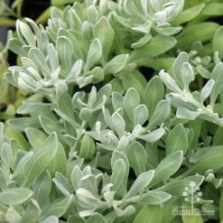 Eremophila Blue Horizon - Emu Bush -Eco Garden Shop apo eremophila blue horizon foliage