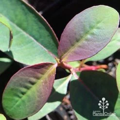 Eucalyptus Olida - Strawberry Gum -Eco Garden Shop apo eucalyptus olida purple