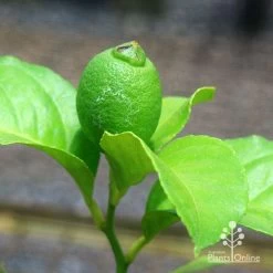 Citrus - Lemon Eureka 11 Citrus - Lemon Eureka -Eco Garden Shop apo eureka lemon tubestock fruiting