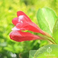 Weigela Eva Rathke -Eco Garden Shop apo eva rathke weigela flowerbuds
