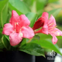 Weigela Eva Rathke -Eco Garden Shop apo eva rathke weigela flowers 1