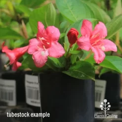 Weigela Eva Rathke -Eco Garden Shop apo eva rathke weigela tubestock flowering