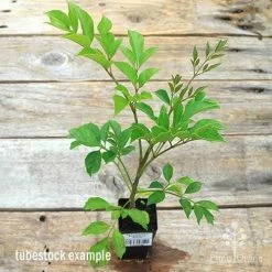 Radermachera Everlasting Beauty -Eco Garden Shop apo everlasting beauty radermachera tubestock top