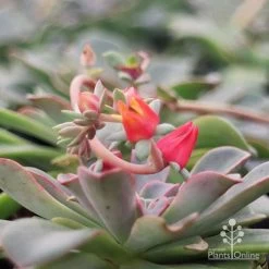 Echeveria Fantastic Fountain - Succulent -Eco Garden Shop apo fantastic fountain flower