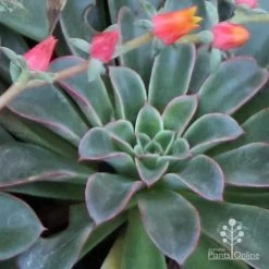 Echeveria Fantastic Fountain - Succulent -Eco Garden Shop apo fantastic fountain fountaining